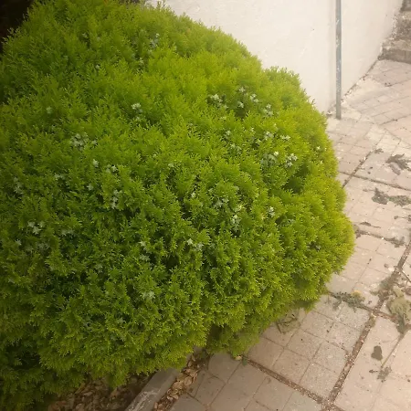 Mane * Sarandë